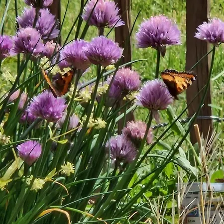 1854 Гостевой дом Densborn