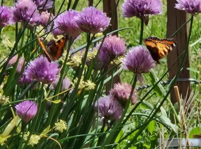 1854 Pensionat Densborn